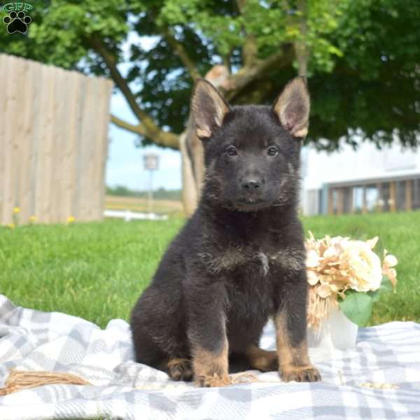 Geo, German Shepherd Puppy