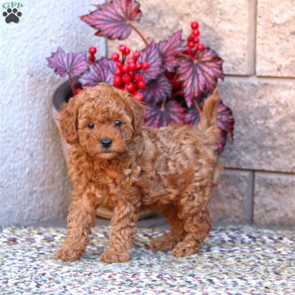 Gigi, Mini Goldendoodle Puppy