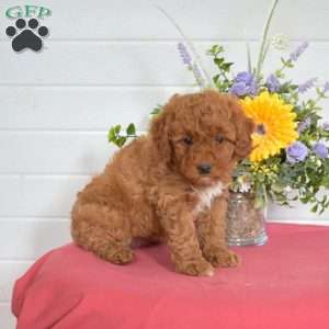 Ginger, Mini Goldendoodle Puppy