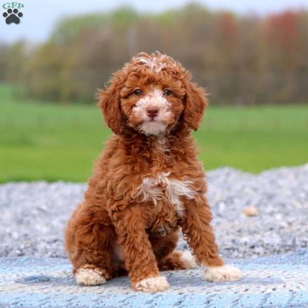 Ginger, Miniature Poodle Puppy