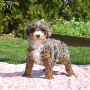 Glimmer, Mini Bernedoodle Puppy