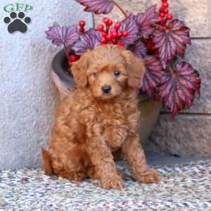 Gloria, Mini Goldendoodle Puppy