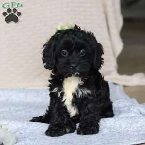 Cockapoo Puppies for Sale - Greenfield Puppies