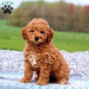 Goldie, Miniature Poodle Puppy