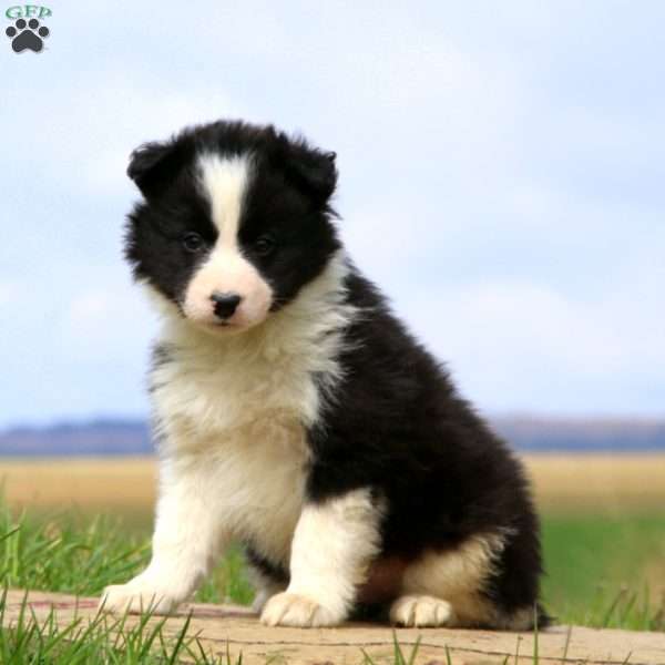 Gordon, Border Collie Puppy