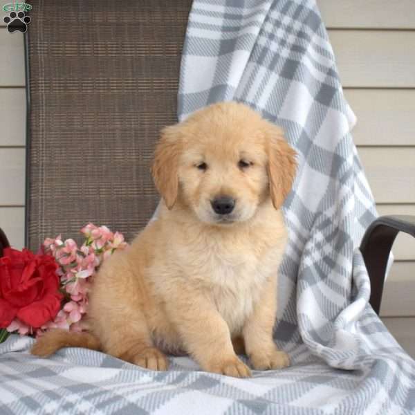Graham, Golden Retriever Puppy