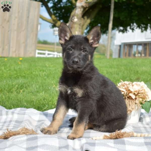Granger, German Shepherd Puppy