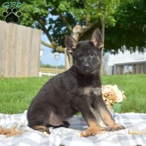 Granger, German Shepherd Puppy