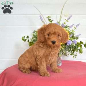 Greta, Mini Goldendoodle Puppy