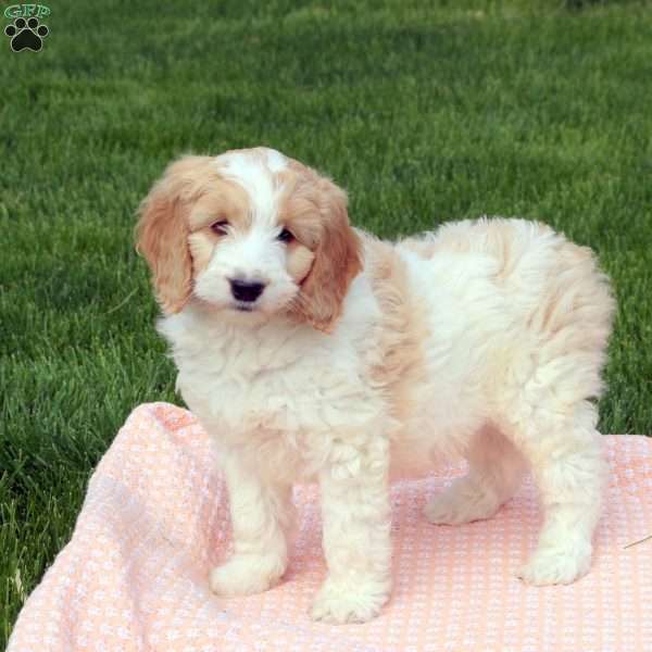 Griffin, Goldendoodle Puppy