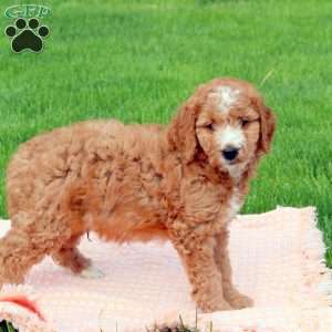 Grizzley, Goldendoodle Puppy