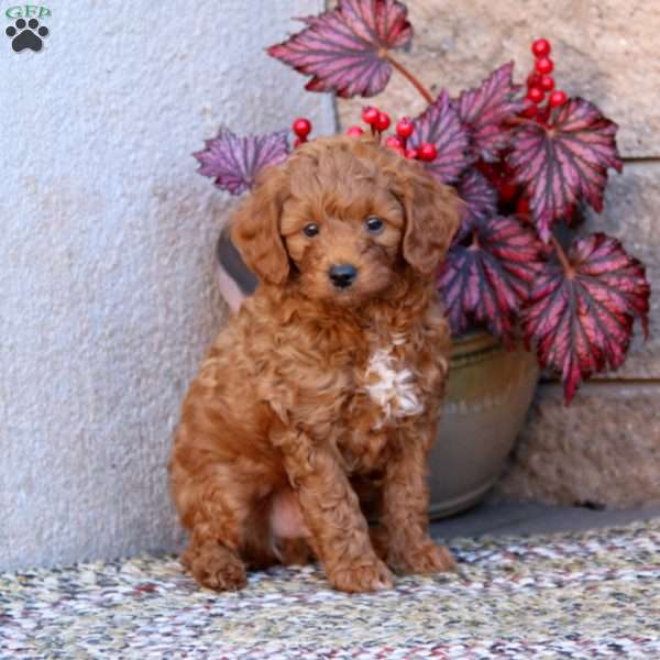 Gus, Mini Goldendoodle Puppy