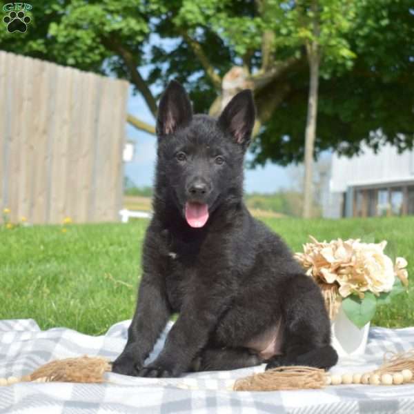 Gypsy, German Shepherd Puppy