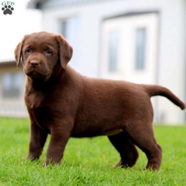 Hailey, Chocolate Labrador Retriever Puppy