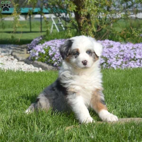 Hannah, Australian Shepherd Puppy