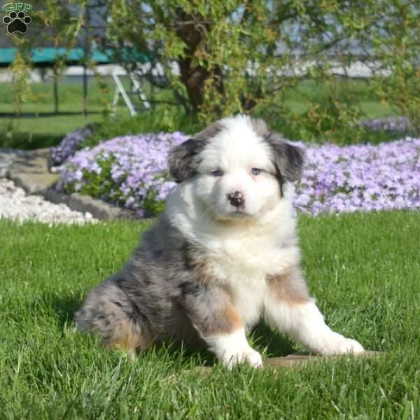 Harley, Australian Shepherd Puppy