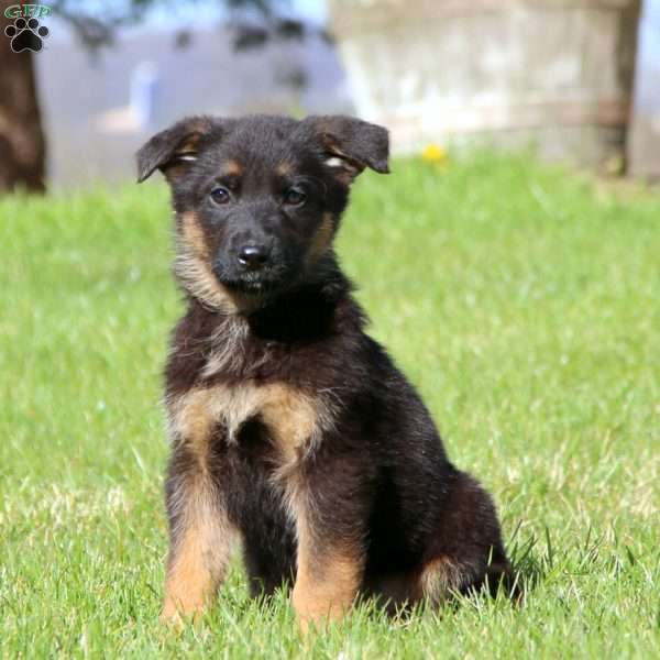 Harper, German Shepherd Puppy