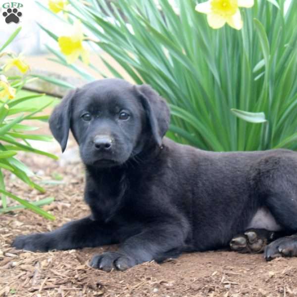 Harry, Black Labrador Retriever Puppy