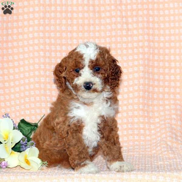 Harvey, Miniature Poodle Puppy