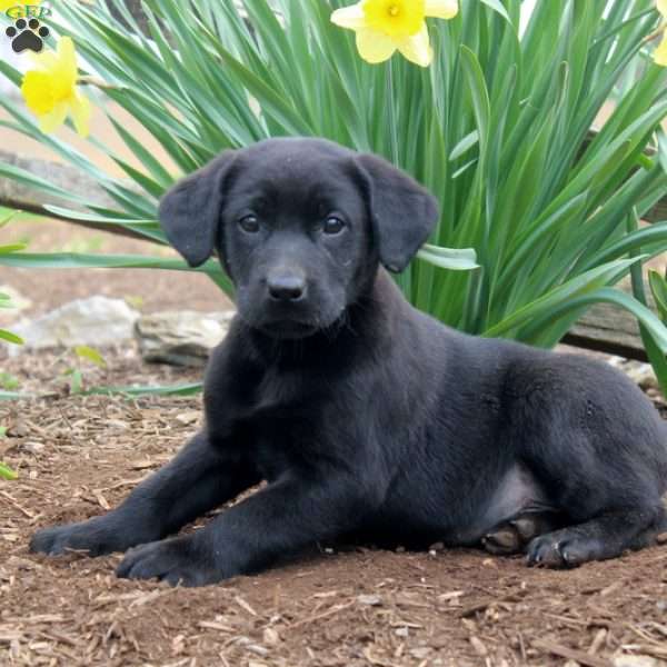 Harvey, Black Labrador Retriever Puppy
