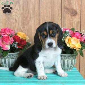 Harvey, Beagle Puppy