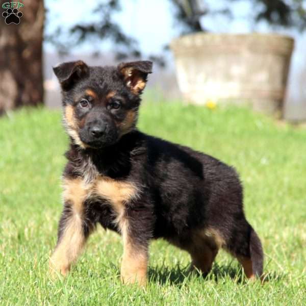 Harvey, German Shepherd Puppy