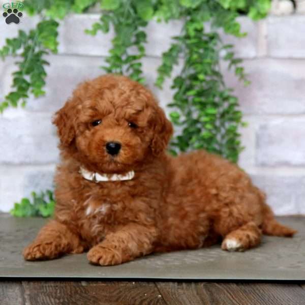 Harvey, Mini Goldendoodle Puppy