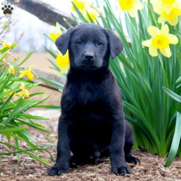 Henry, Black Labrador Retriever Puppy