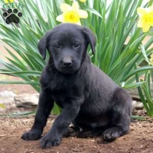 Henry, Black Labrador Retriever Puppy