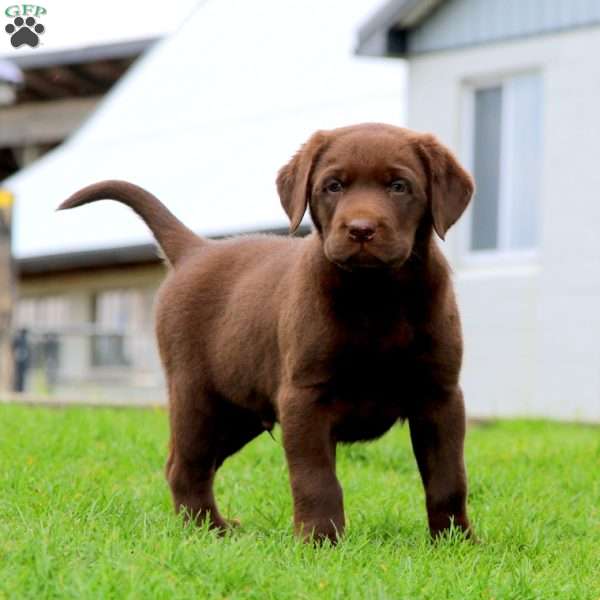 Hero, Chocolate Labrador Retriever Puppy