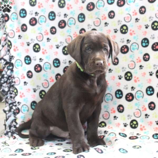 Hershey, Chocolate Labrador Retriever Puppy
