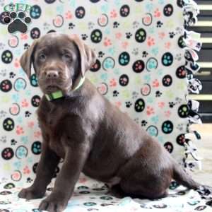 Hershey, Chocolate Labrador Retriever Puppy