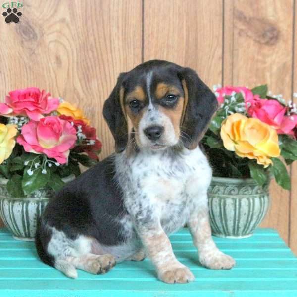 Holly, Beagle Puppy