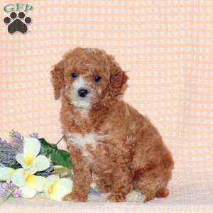 Holly, Miniature Poodle Puppy