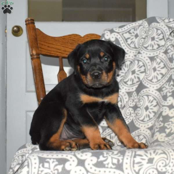 Honey, Rottweiler Puppy