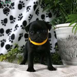 Pug Puppies For Sale - Greenfield Puppies