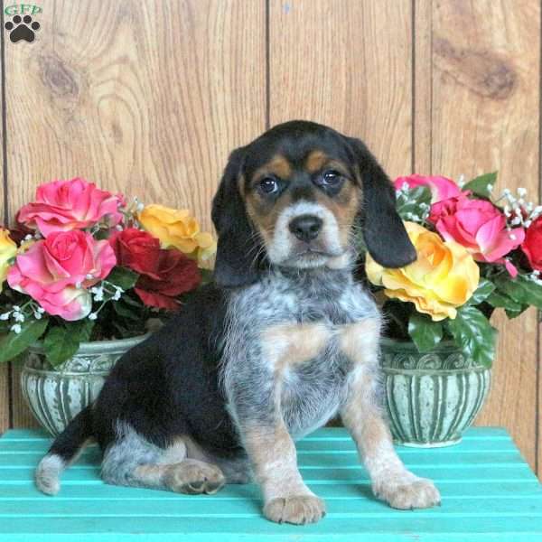 Hugo, Beagle Puppy
