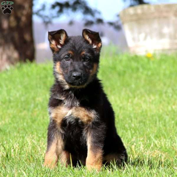 Hutch, German Shepherd Puppy