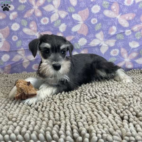 Willie, Miniature Schnauzer Puppy