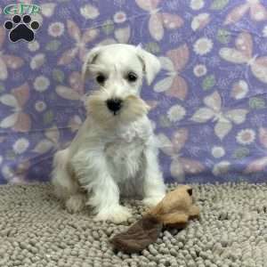 Wilda, Miniature Schnauzer Puppy