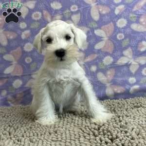 Wilma, Miniature Schnauzer Puppy