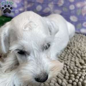 Wilma, Miniature Schnauzer Puppy