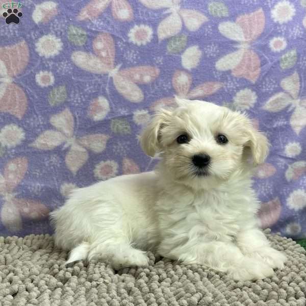 Abby, Havanese Puppy