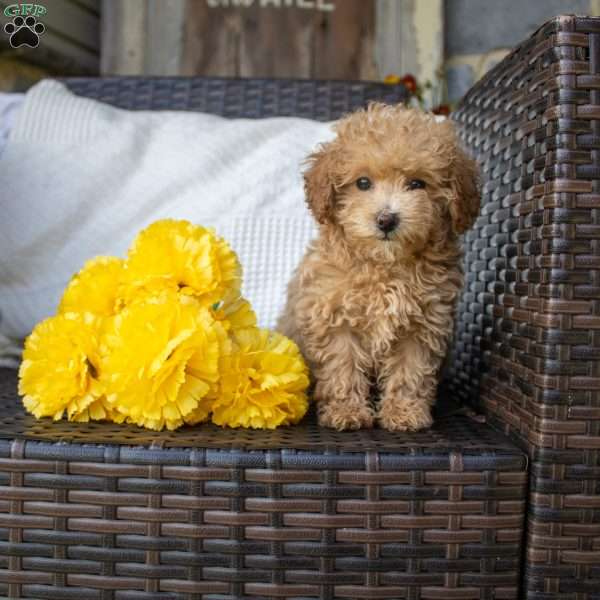 Giselle, Toy Poodle Puppy