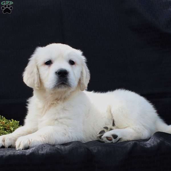 Dixie, English Cream Golden Retriever Puppy