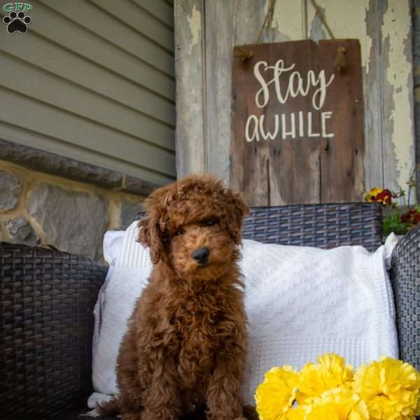 Hank, Miniature Poodle Puppy