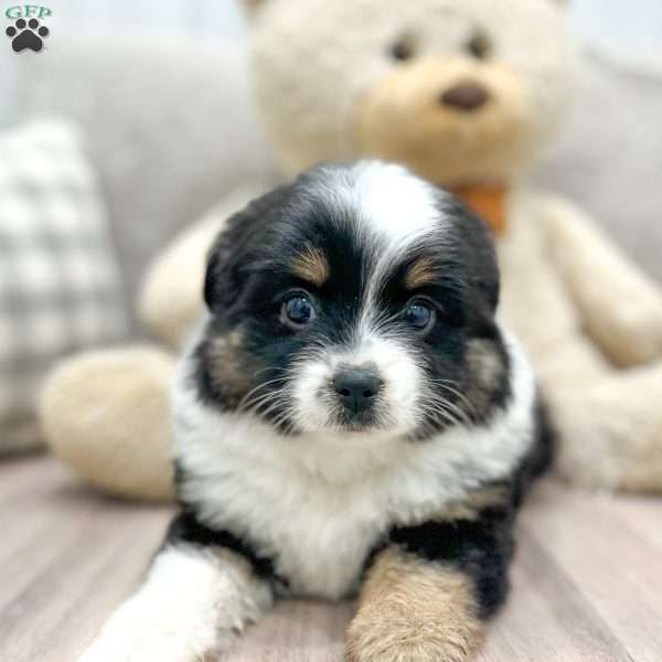 Everest, Toy Australian Shepherd Puppy