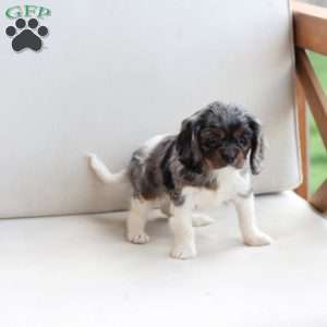 Hazel, Cavalier King Charles Spaniel Puppy