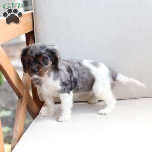 Hazel, Cavalier King Charles Spaniel Puppy