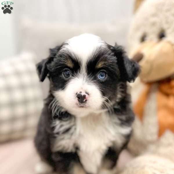 Chase, Toy Australian Shepherd Puppy